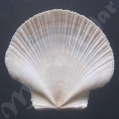 Pecten ziczac (Linnaeus, 1758)