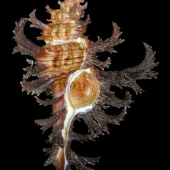 Chicoreus spectrum (Reeve, 1846) - Imagem 6