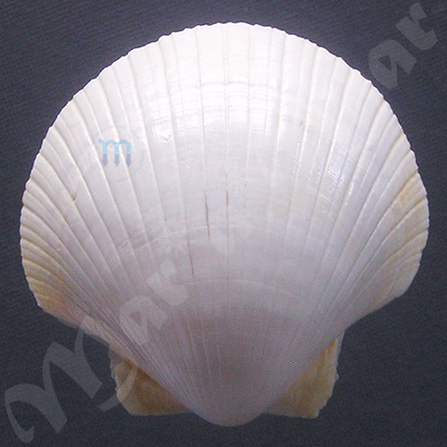 Pecten ziczac (Linnaeus, 1758) - Image 2