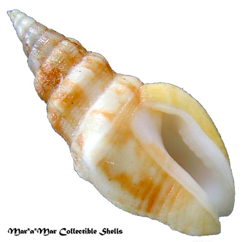 Strombina pumillo (Reeve, 1859)