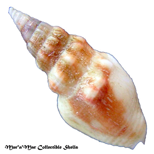 Strombina pumillo (Reeve, 1859) - Imagem 2