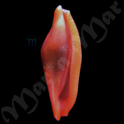 Crenavolva trailii (A. Adams, 1855)