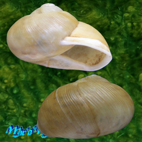 Zachrysia provisoria (Pfeiffer, 1844)