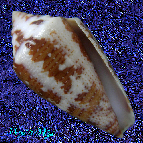 Conus (Tenorioconus) curassaviensis Hwass, 1792