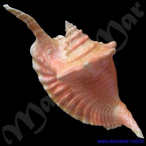 Strombus gallus Linnaeus, 1758