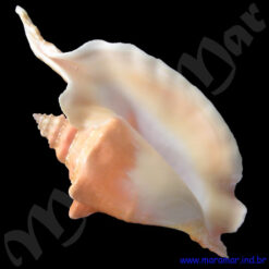 Strombus gallus Linnaeus, 1758 - Imagem 2