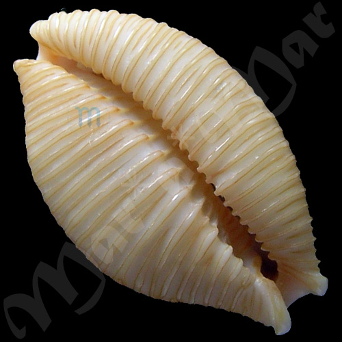 Nucleolaria nucleus nucleus (Linnaeus, 1758)