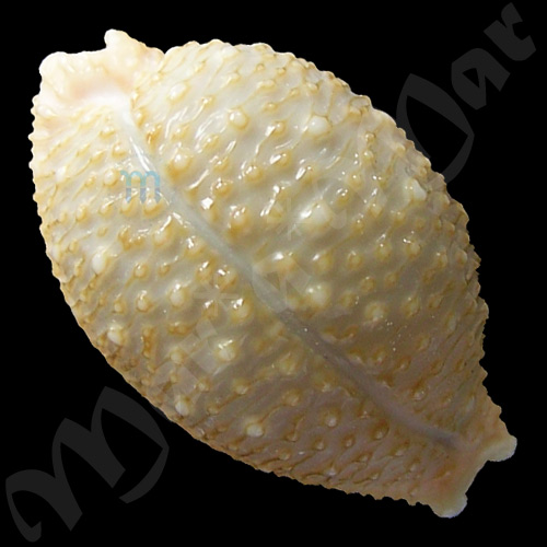 Nucleolaria nucleus nucleus (Linnaeus, 1758) - Imagem 2