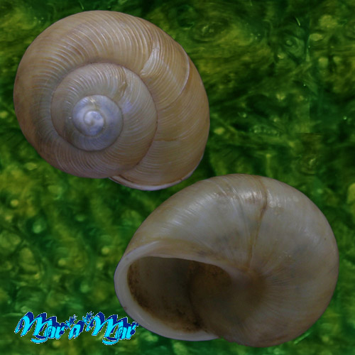 Alternative view of Zachrysia provisoria (Pfeiffer, 1844)