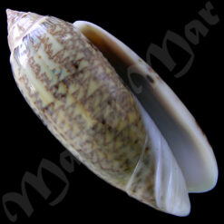 Americoliva circinata Marrat, 1870