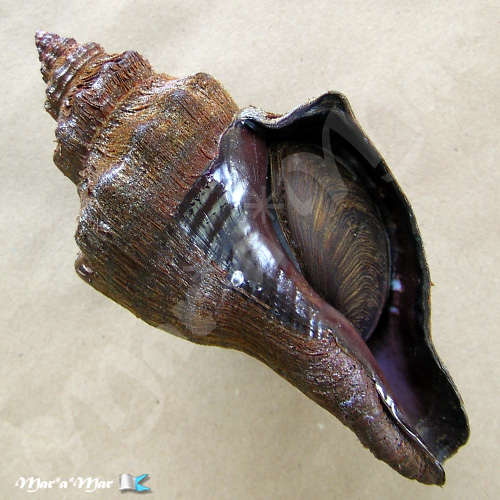 Pugilina tupiniquim Abbate & Simone, 2015