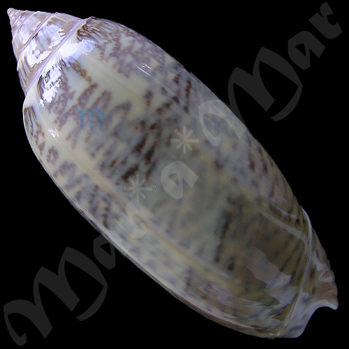 Americoliva circinata Marrat, 1870 - Imagem 2