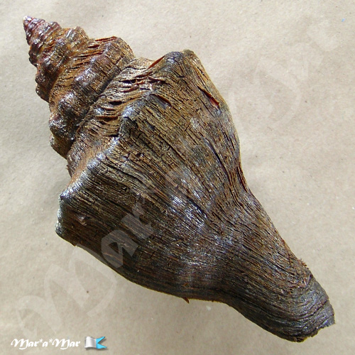 Alternative view of Pugilina tupiniquim Abbate & Simone, 2015