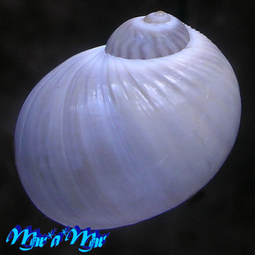 Alternative view of Notocochlis gualteriana Recluz, 1844