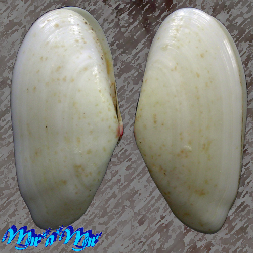 Tellina radiata L., 1758