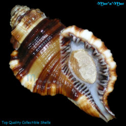 Cymatium vestitum (Hinds, 1844)