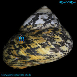 Alternative view of Cittarium pica (Linné, 1758)