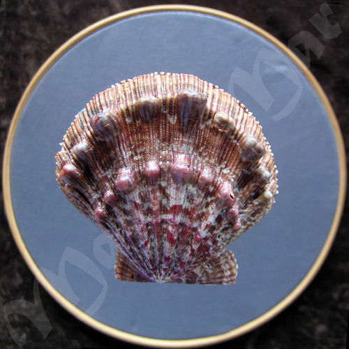 Nodipecten nodosus Linnaeus, 1758