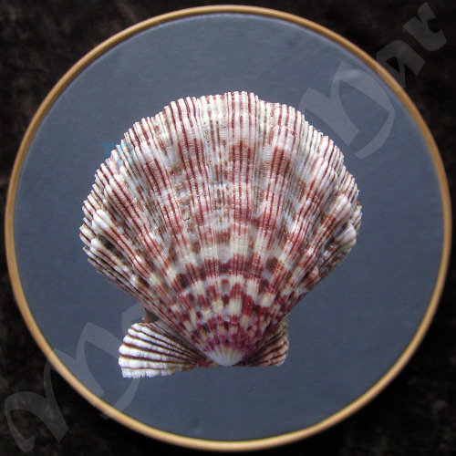 Nodipecten nodosus Linnaeus, 1758 - Imagem 2