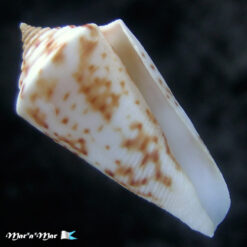 Conus tostesi Petuch, 1986