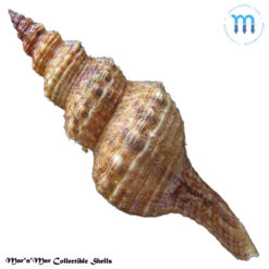 Alternative view of Goniofusus brasiliensis (Grabau, 1904)