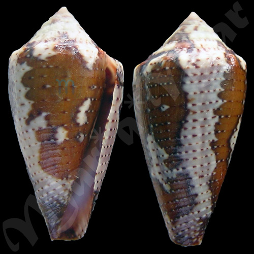 Seminoleconus mappa trinitarius Hwass, 1792