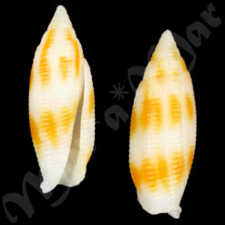 Pterygia edentula (Swainson, 1823)