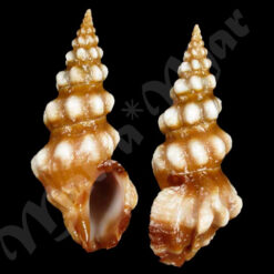 Clavus albotuberculatus (Schepman, 1889)