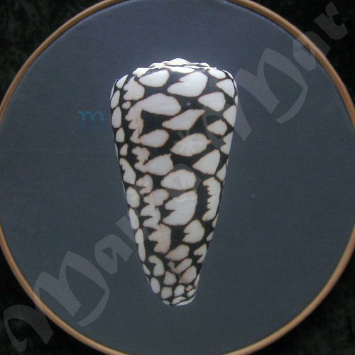 Conus marmoreus Linnaeus, 1758 - Image 2
