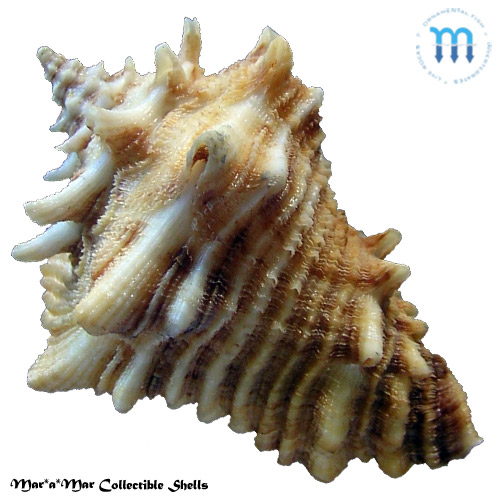 Vasum cassiforme (Kiener, 1841) - Imagem 2