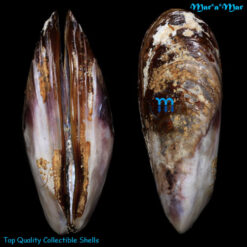 Perna perna (Linnaeus, 1758)*