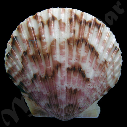 Argopecten gibbus Linaeus, 1758