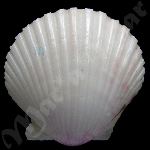 Argopecten gibbus Linaeus, 1758 - Imagem 2