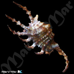 Alternative view of Lambis scorpius scorpius (Linnaeus, 1758)