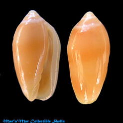 Volvarina insulana Gofas & Fernandes, 1988