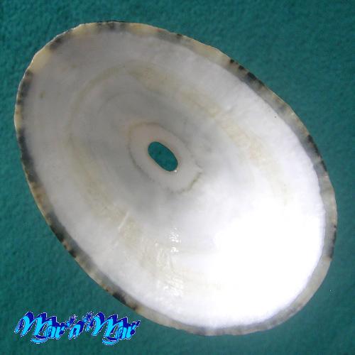 Fissurella picta (Gmelin, 1791) - Imagem 2