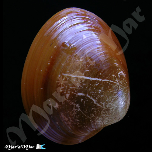 Megapitaria aurantiaca (Sowerby, 1831)