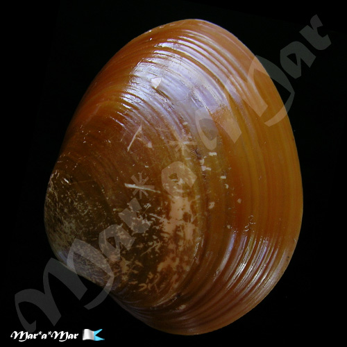 Alternative view of Megapitaria aurantiaca (Sowerby, 1831)