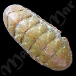 Ischnochiton sp.