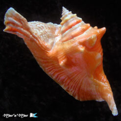 Strombus gallus Linnaeus, 1758 - Imagem 2