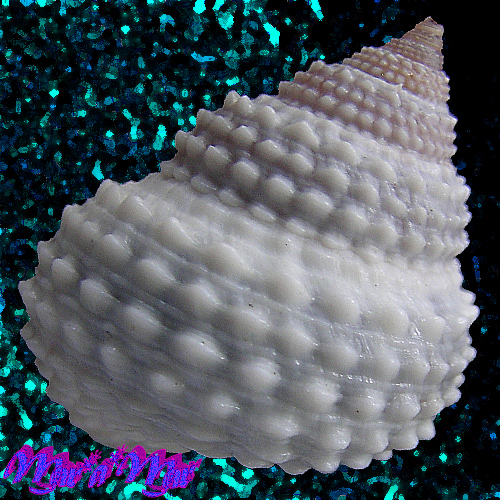 Alternative view of Tectarius muricatus (Linnaeus, 1758)