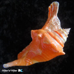Strombus gallus Linnaeus, 1758 - Imagem 4