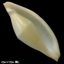 Pseudocyphoma intermedium (Sowerby, 1828)