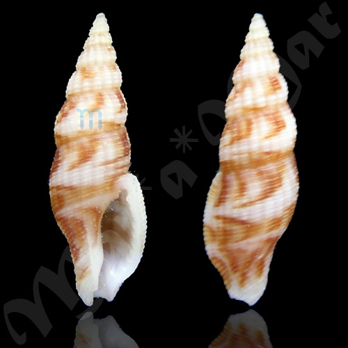 Caducifer sp.