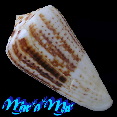 Alternative view of Conus clenchi Martens, 1943