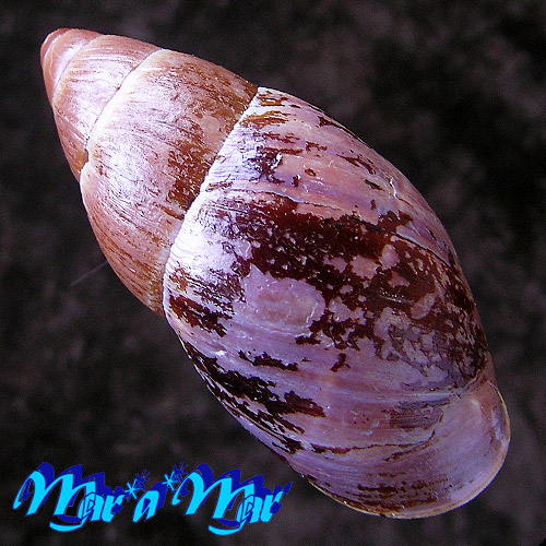 Thaumastus magnificus (Grateloup, 1839) - Imagem 2