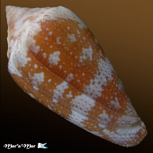 Conus (Tenorioconus) curassaviensis Hwass, 1792