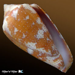 Alternative view of Conus (Tenorioconus) curassaviensis Hwass, 1792