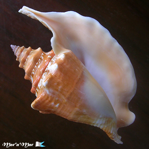 Alternative view of Strombus gallus Linnaeus, 1758