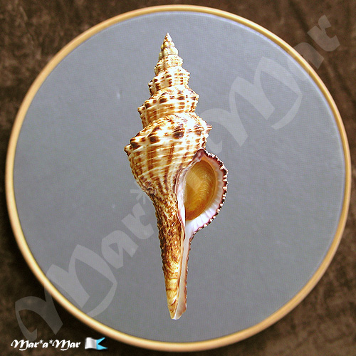 Goniofusus brasiliensis (Grabau, 1904)